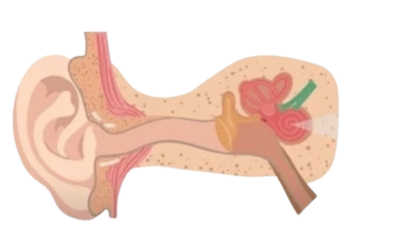 Вестибулярный аппарат
